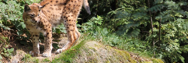 ZOO-Park Neuschönau