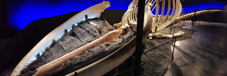 Muzeum velryb Húsavík