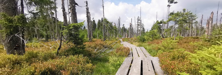 Rašeliniště Latschenfilz