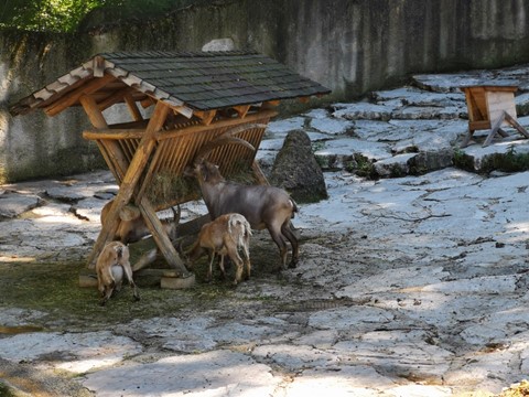 ZOO Salzburg