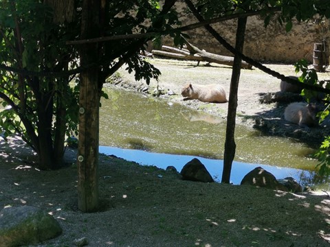 ZOO Salzburg