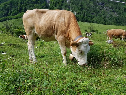 Königsee