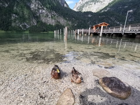 Königsee