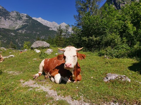 Obersee