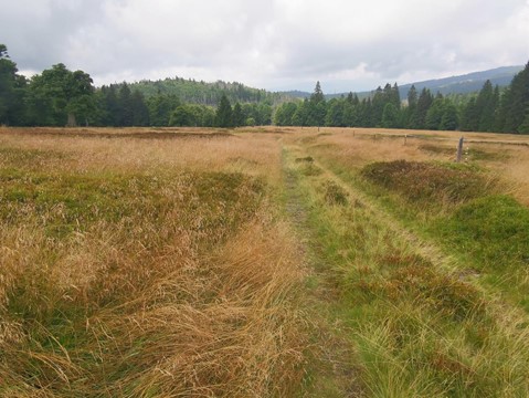 Rašeliniště Latschenfilz