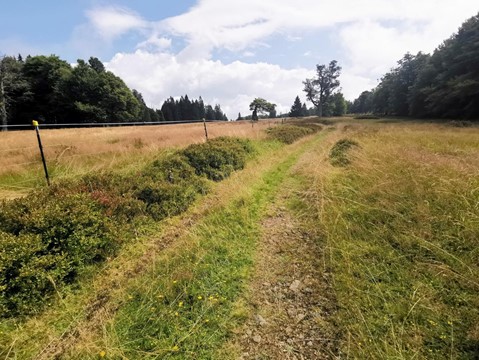 Rašeliniště Latschenfilz