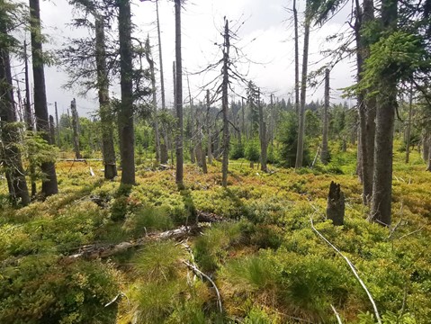 Rašeliniště Latschenfilz