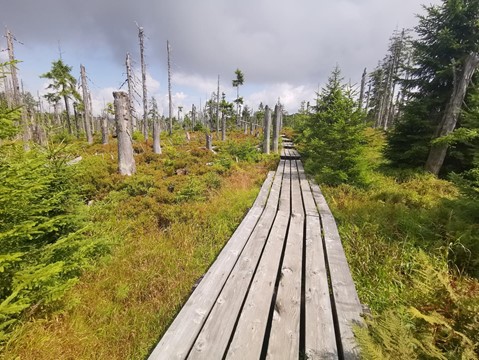 Rašeliniště Latschenfilz