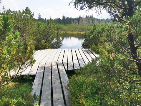 Rašeliniště Latschenfilz