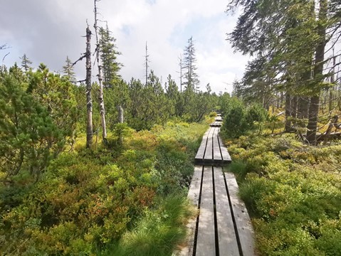 Rašeliniště Latschenfilz