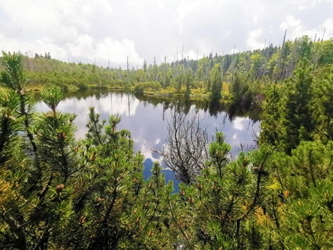 Rašeliniště Latschenfilz