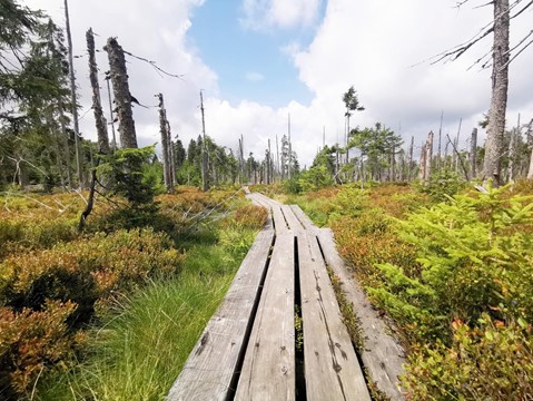 Rašeliniště Latschenfilz