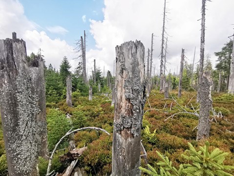 Rašeliniště Latschenfilz