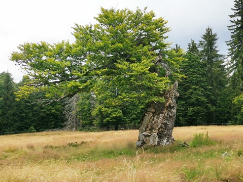 Rašeliniště Latschenfilz