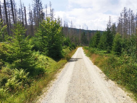 Rašeliniště Latschenfilz