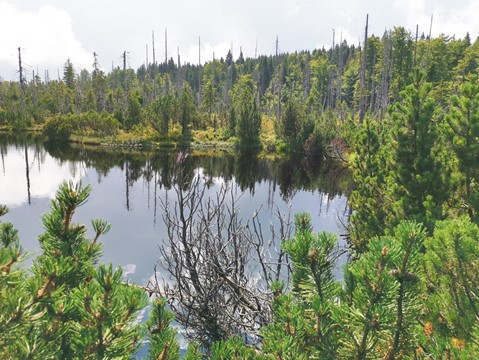 Rašeliniště Latschenfilz